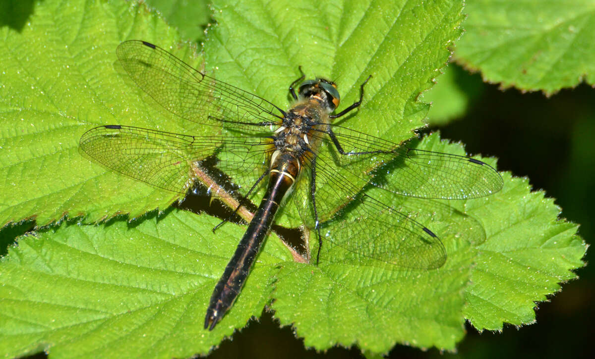 Image of American Emerald