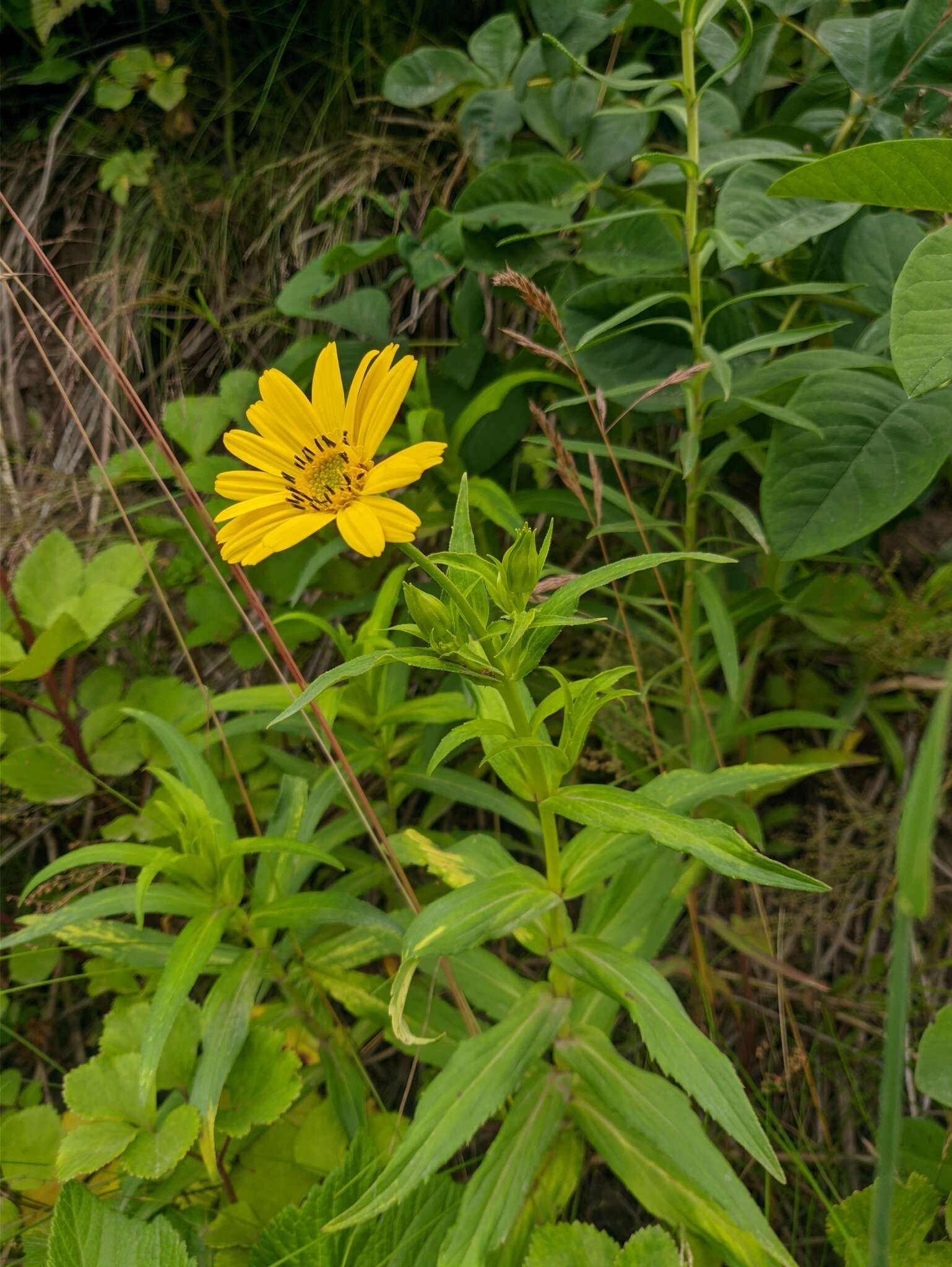 Image of Arnica sachalinensis (Regel) A. Gray