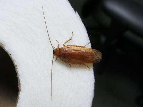 Image of Virginia Wood Cockroach