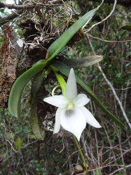 Imagem de Angraecum compactum Schltr.