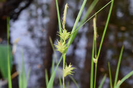 Image of Elliott's Sedge