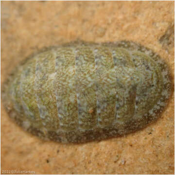 Image of keep's chiton