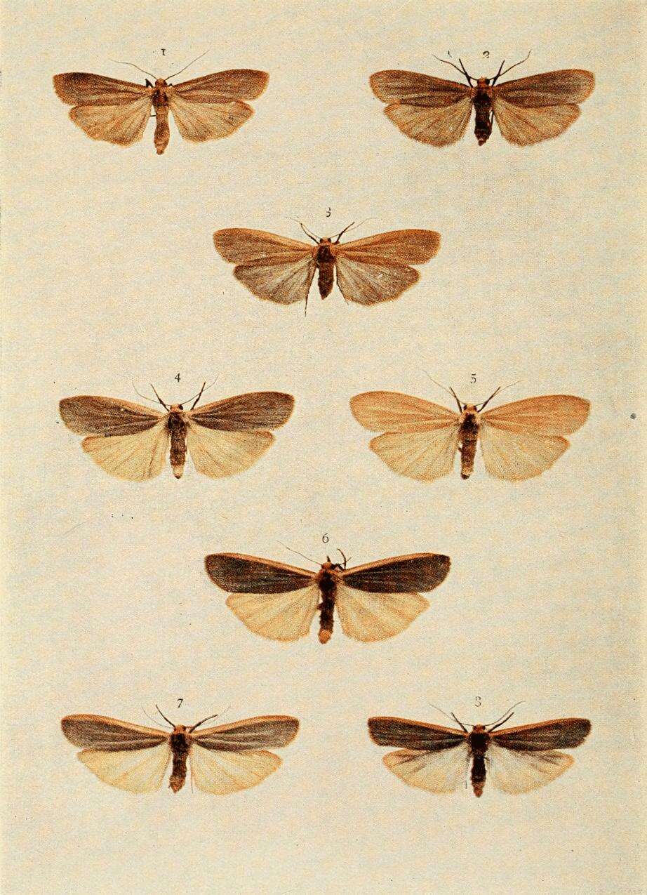 Image of scarce footman