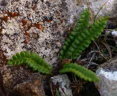 Image de Austroblechnum penna-marina subsp. penna-marina