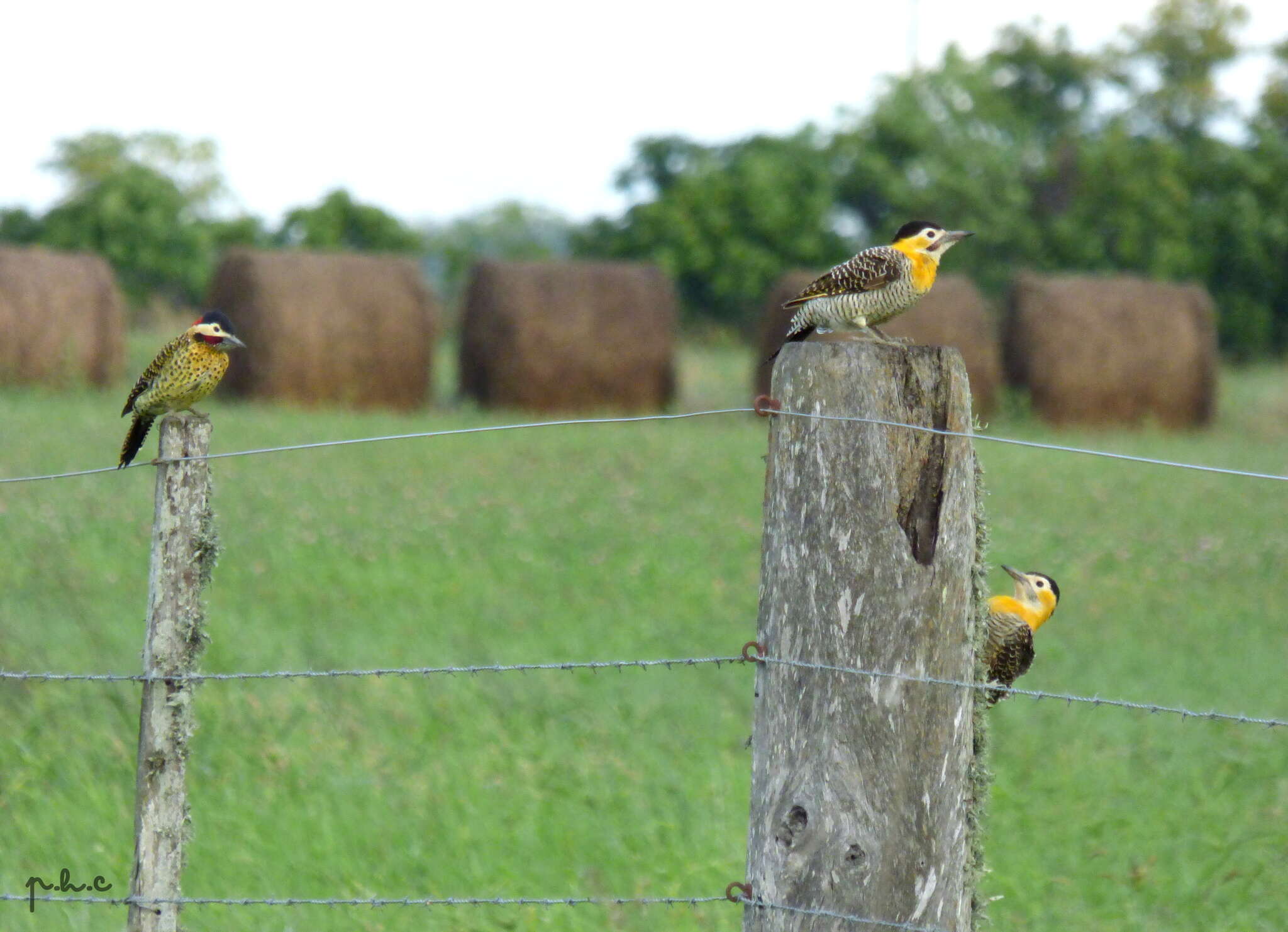 Imagem de Colaptes campestris campestroides (Malherbe 1849)