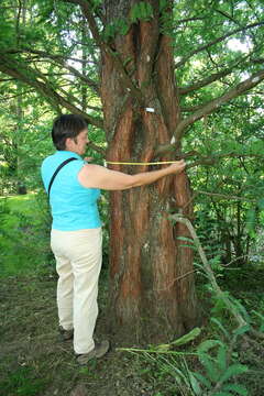 Image of dawn redwood