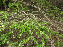 Image of Sannantha bidwillii (A. R. Bean) Peter G. Wilson