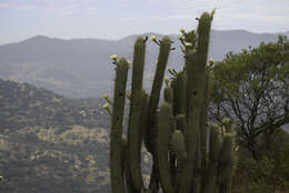 Image of Leucostele chiloensis