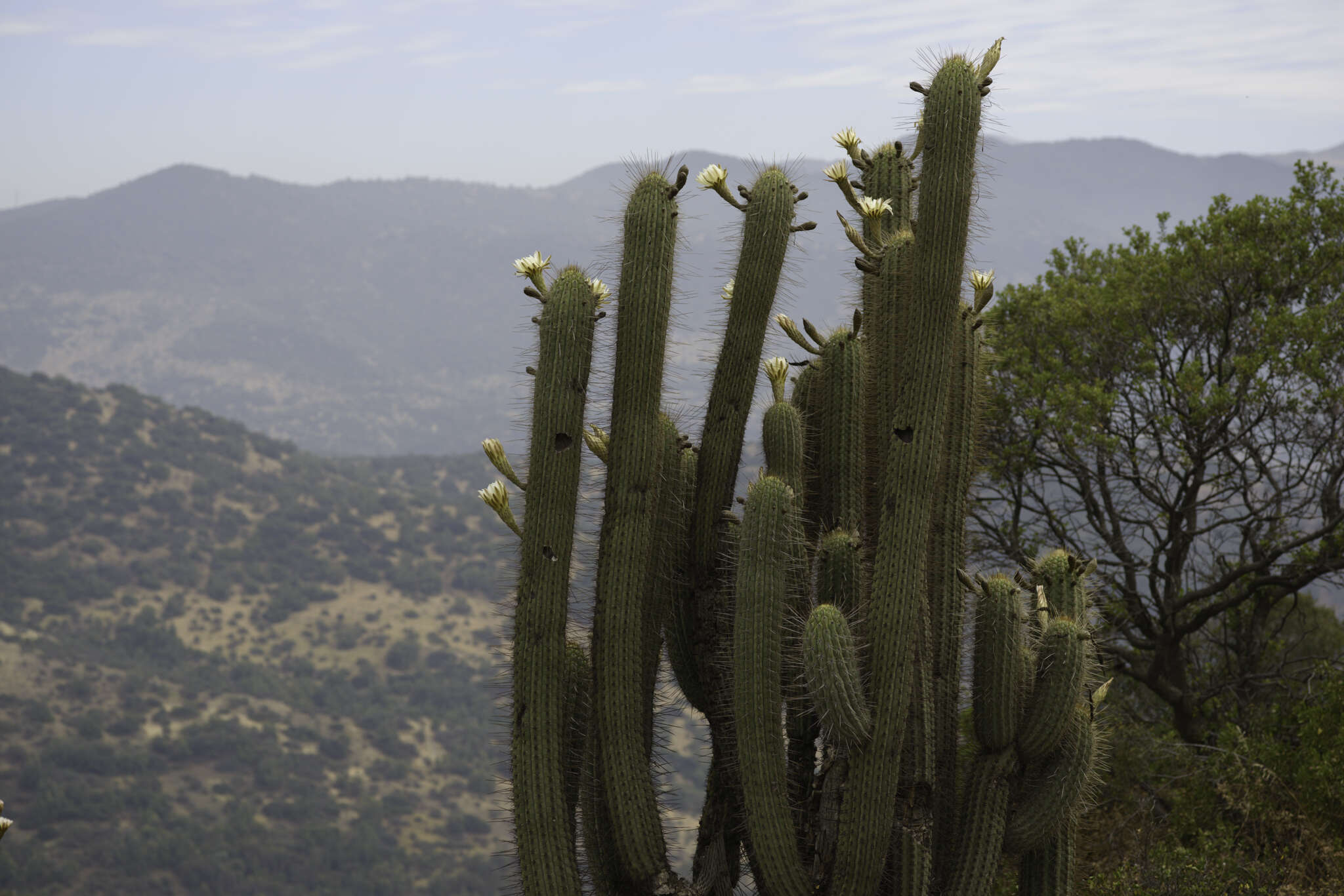 صورة Leucostele chiloensis