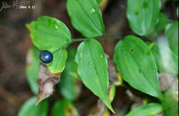 Image of Disporum smilacinum A. Gray