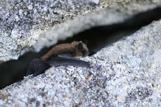 Image of Brandt's Bat