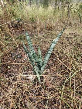 Image of viper's bowstring hemp