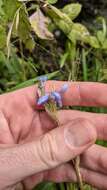 Orthrosanthus monadelphus Ravenna的图像