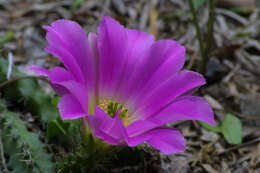 Image of Lady-finger Cactus