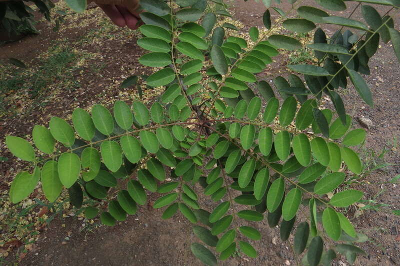 صورة Cassia abbreviata Oliv.