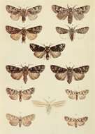 Imagem de Acronicta euphorbiae Davis & Schiffermüller 1775