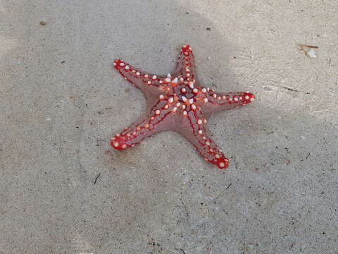 Image of African red knob sea star