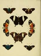 Image of Heliconius numata