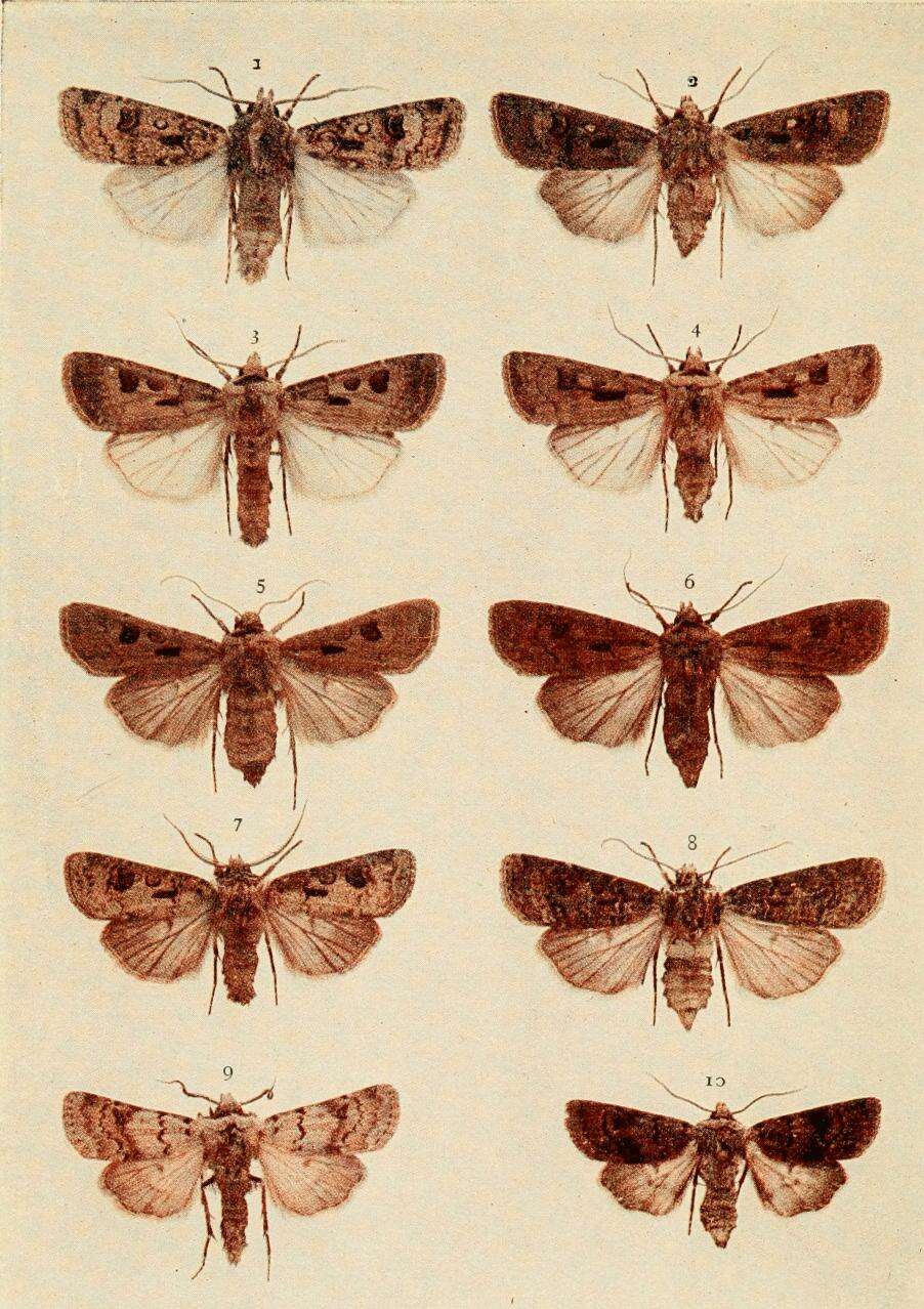 صورة Agrotis trux Hübner 1824