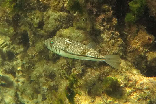 Image of Banded Toadfish