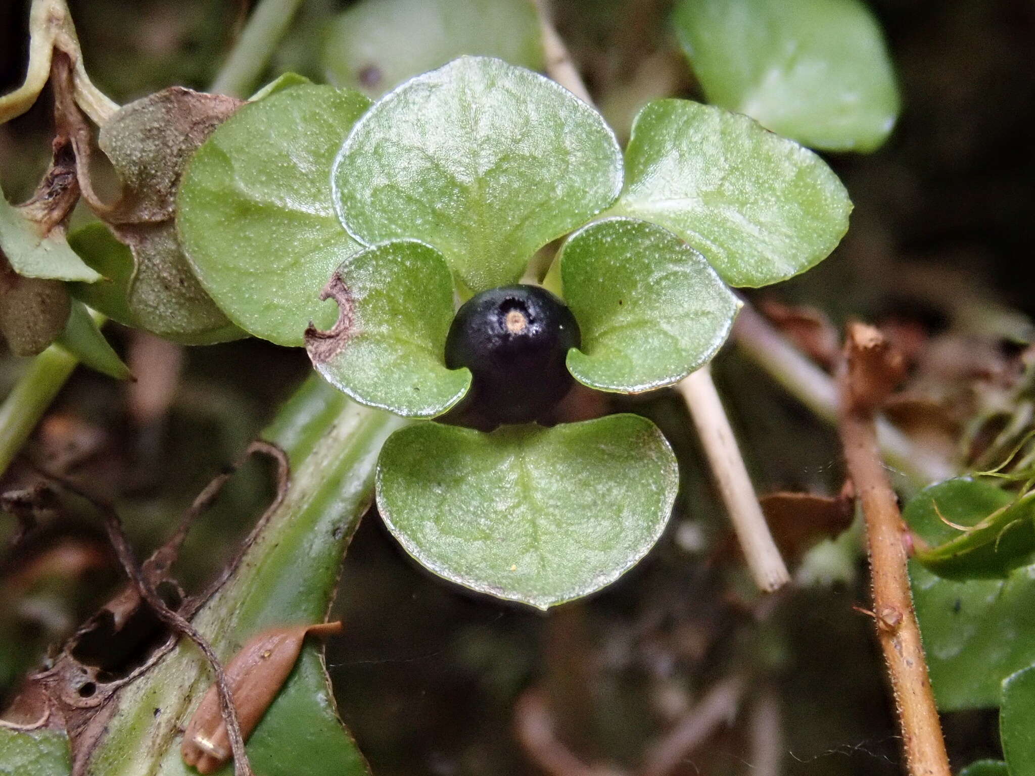 Image of Nertera nigricarpa Hayata