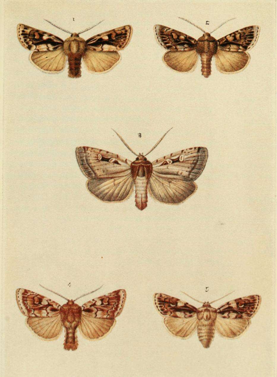 Coenophila subrosea Stephens 1829的圖片