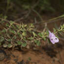 Imagem de Barleria mysorensis Heyne