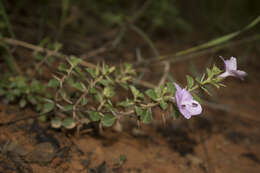 Imagem de Barleria mysorensis Heyne