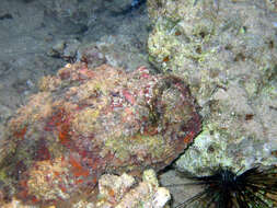 Image of Dwarf scorpionfish