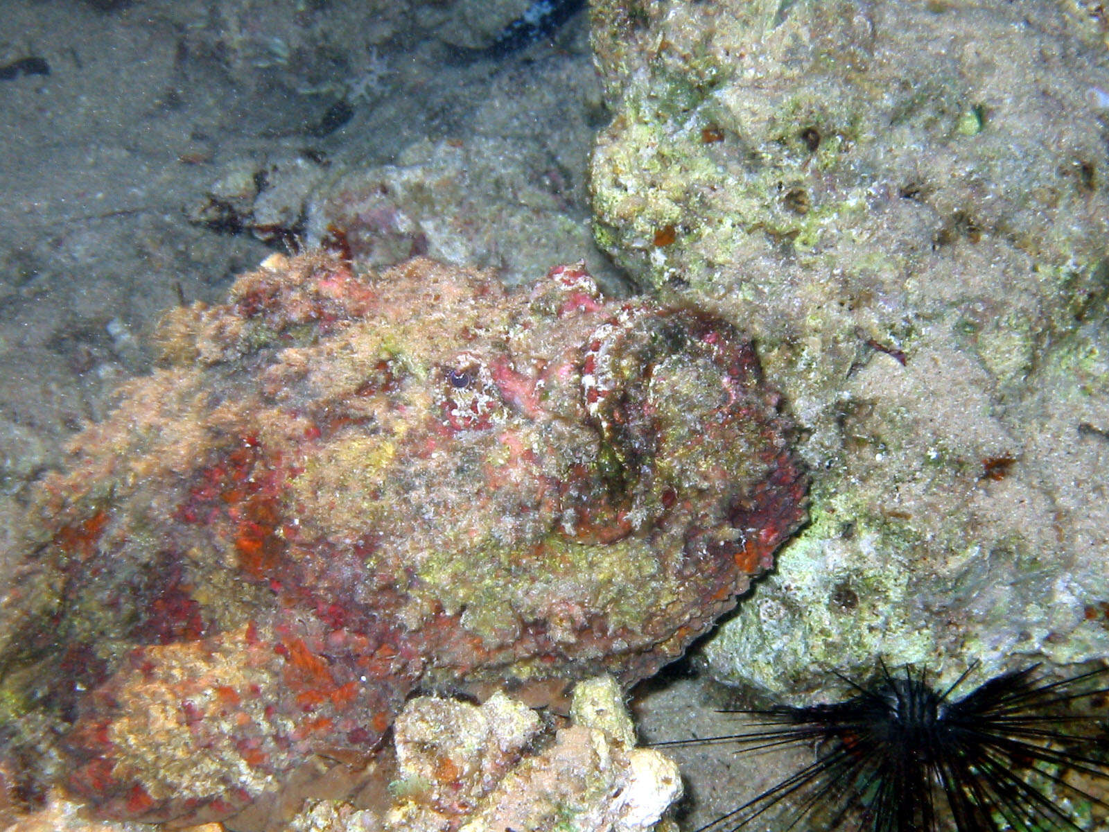 Image of Dwarf scorpionfish