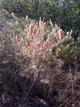 Image de Lavandula stoechas subsp. luisieri (Rozeira) Rozeira