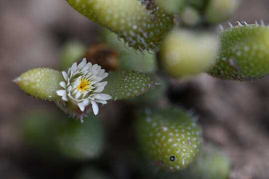 Image of Delosperma echinatum (Lam.) Schwant.