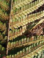 Image de Dryopteris affinis subsp. affinis