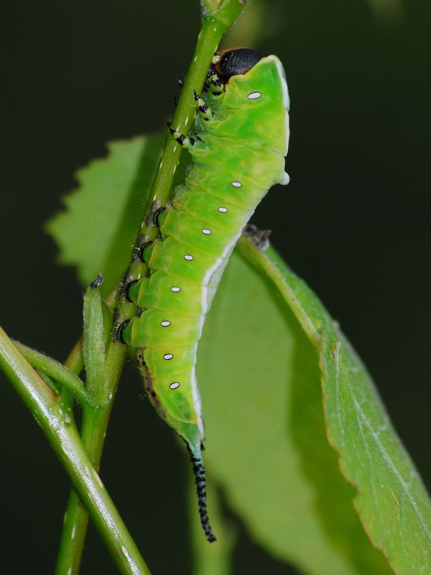 Image of Puss moth