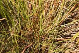 صورة Dianthus caespitosus Thunb.