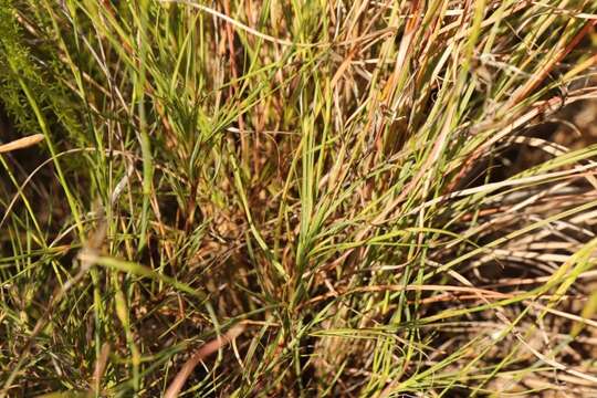 صورة Dianthus caespitosus Thunb.