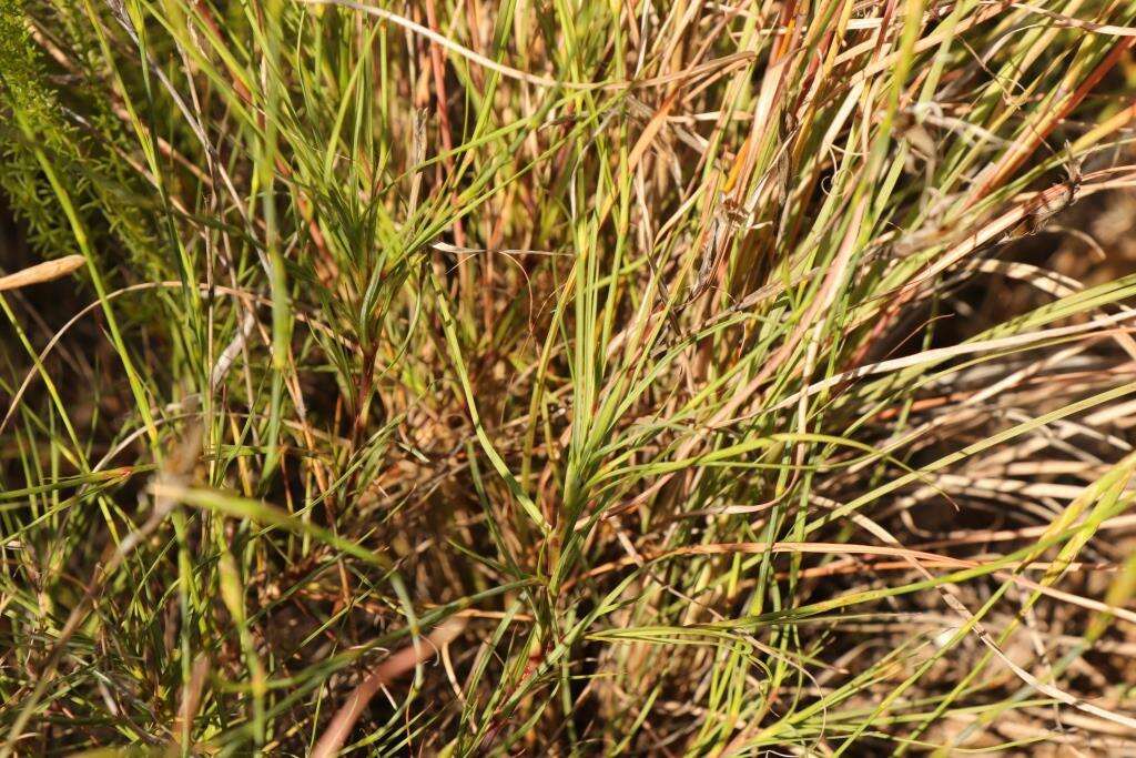 Image of Dianthus caespitosus Thunb.