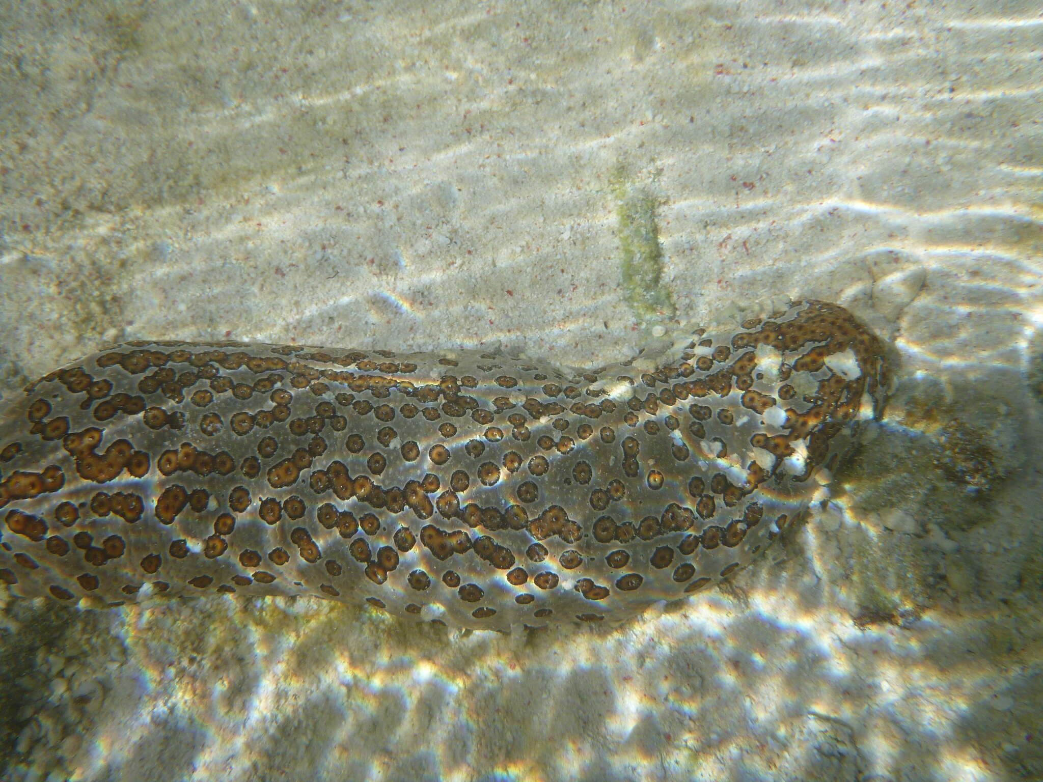 Image of Leopardfish