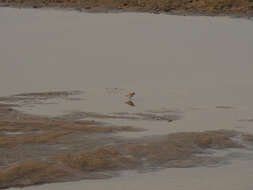 Слика од Charadrius marginatus Vieillot 1818