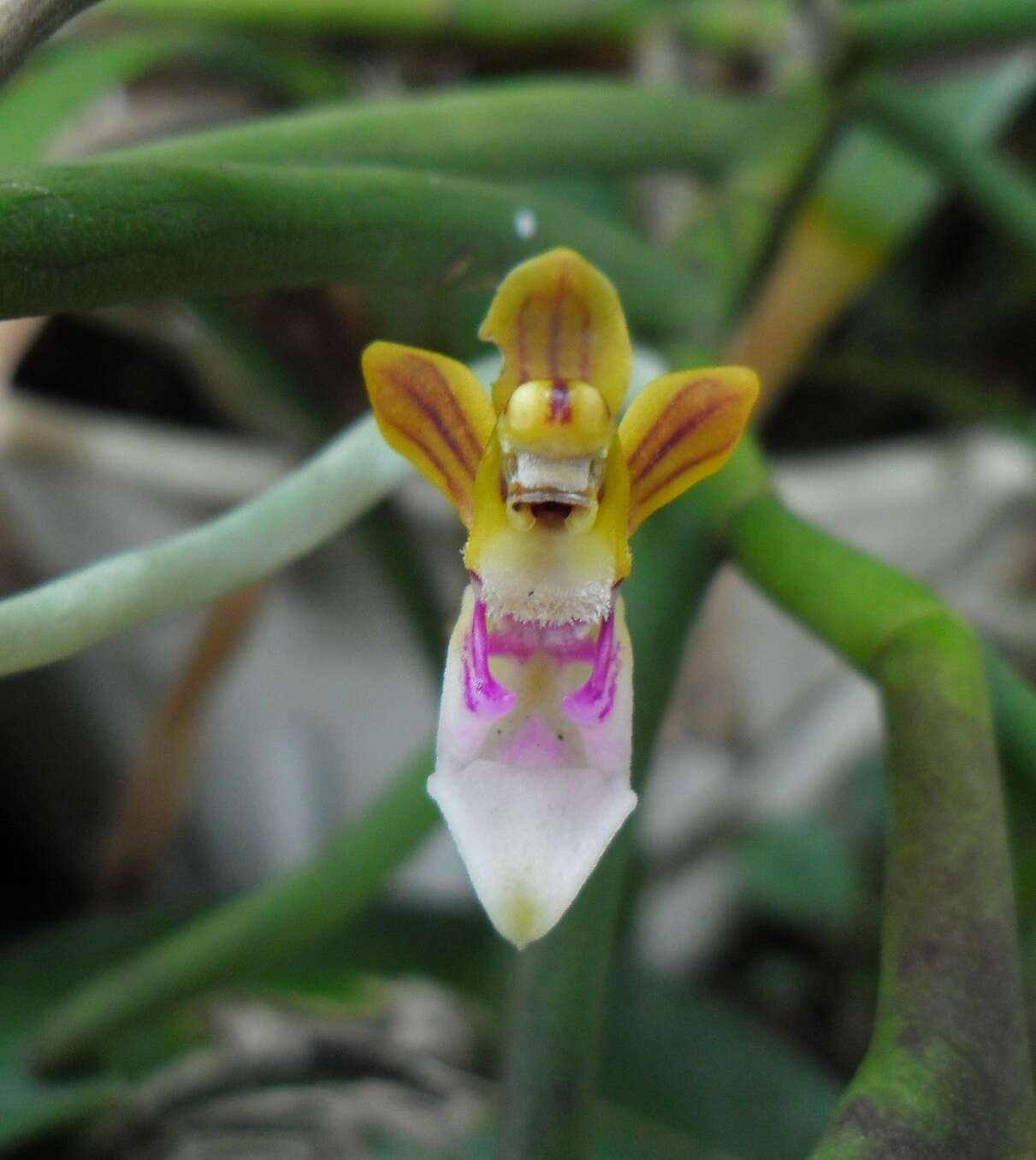Image of Bee Orchid