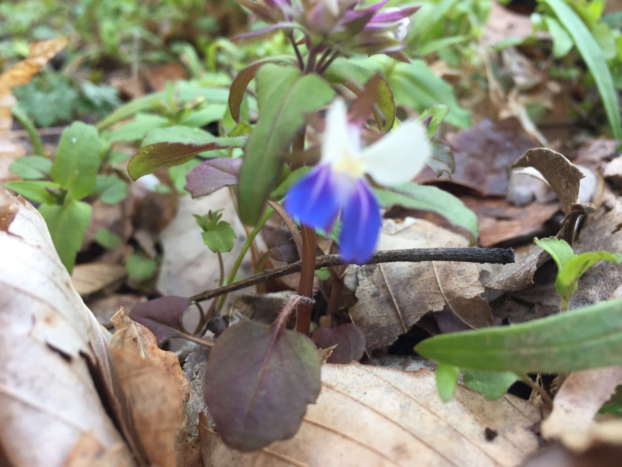 Image of spring blue eyed Mary