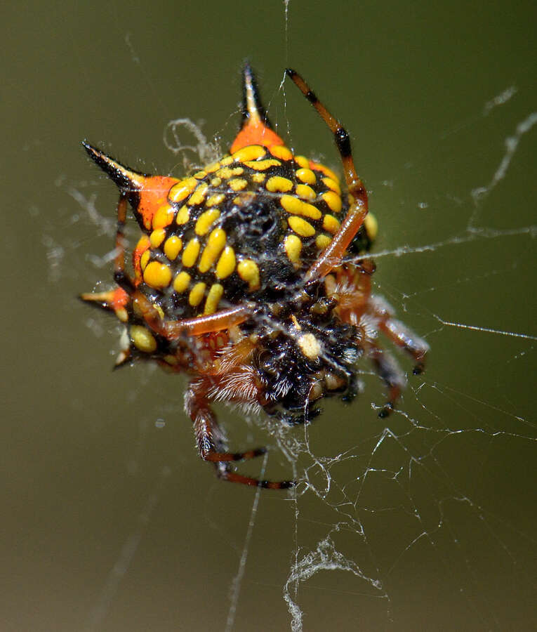 Image of Austracantha