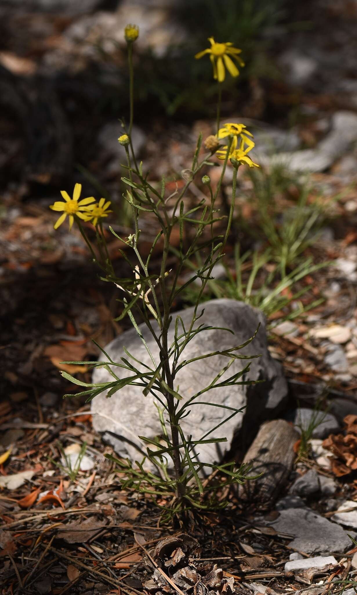 Image of Cooper's rubberweed