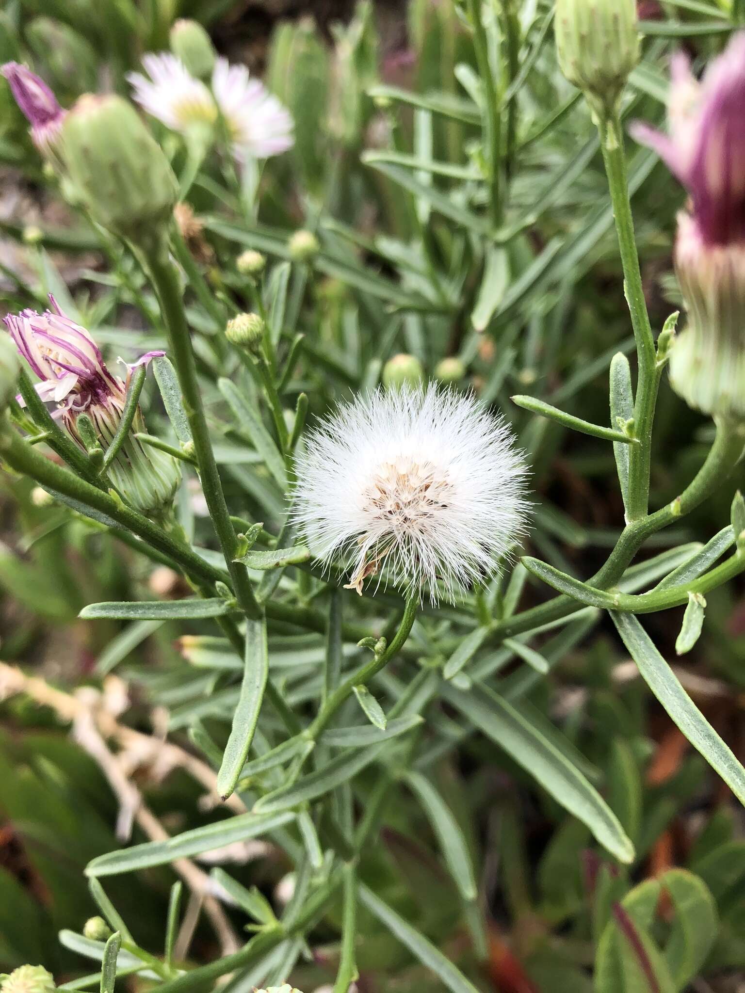 Plancia ëd <i>Malacothrix <i>saxatilis</i></i> var. saxatilis