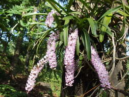 Слика од Rhynchostylis retusa (L.) Blume