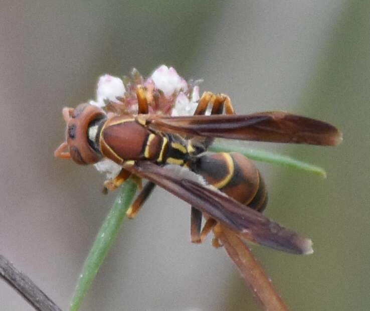 Image of Polistes dorsalis dorsalis