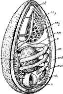 Image of microsporidian parasites