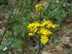 صورة Packera coahuilensis (Greenm.) C. Jeffrey