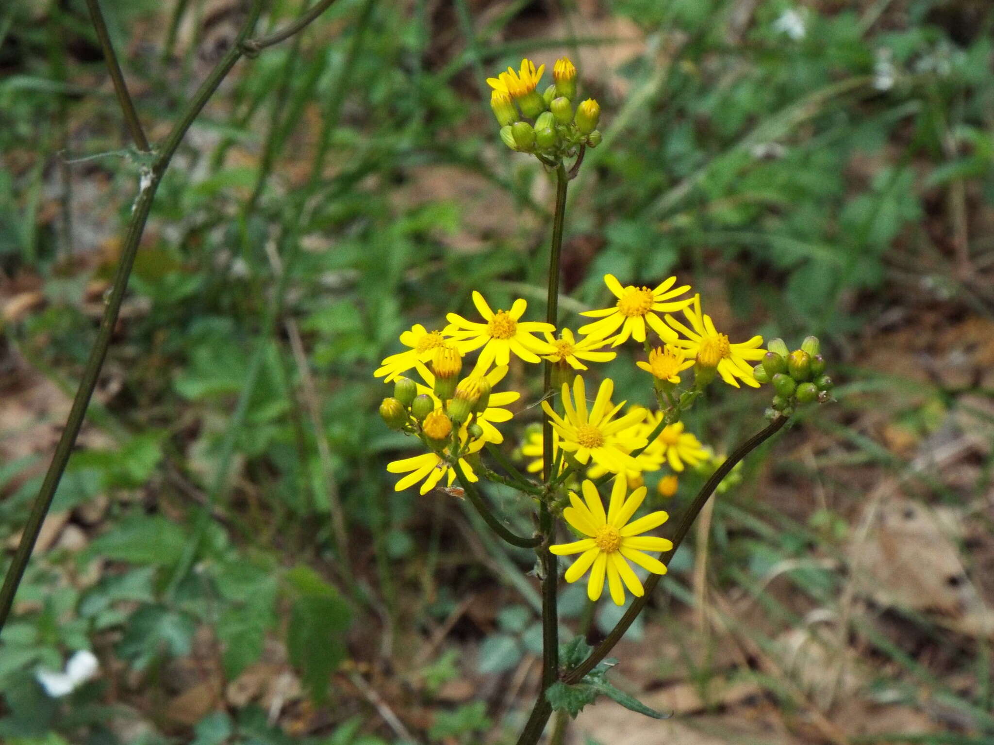 Image of Packera coahuilensis (Greenm.) C. Jeffrey