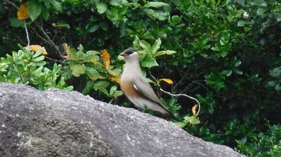 Image of Madagascan Pratincole